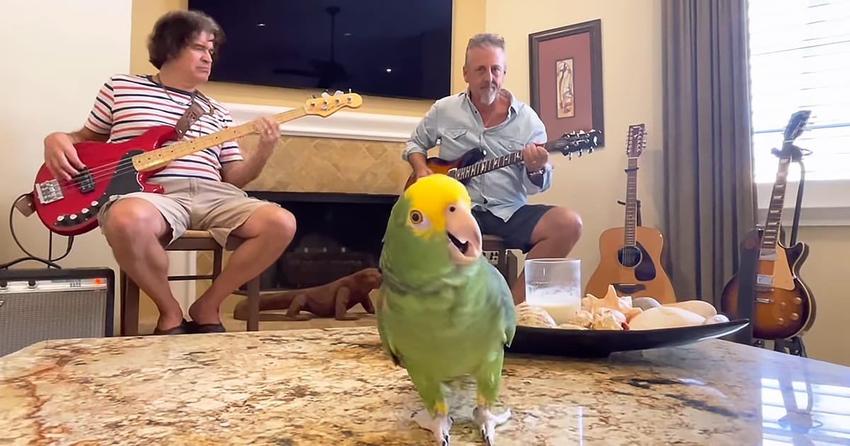 Parrot singing