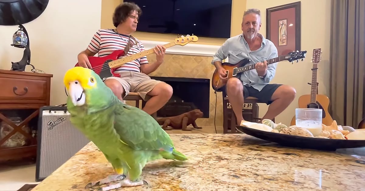 Parrot singing